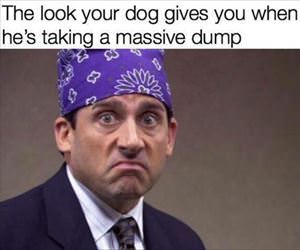 the look your dog gives you