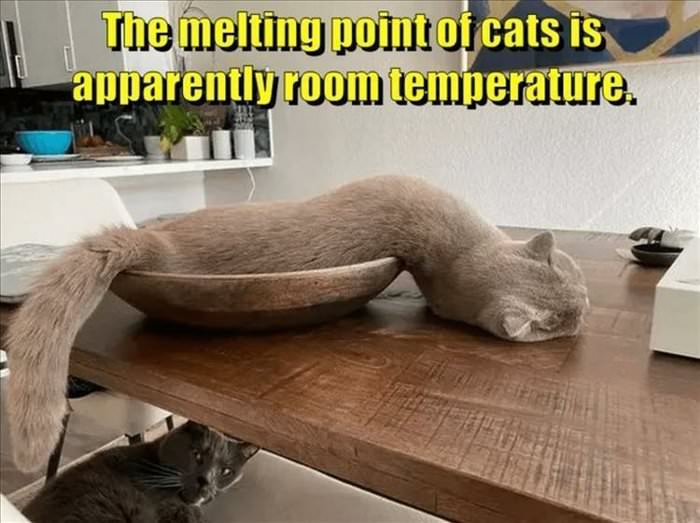 the melting point of cats