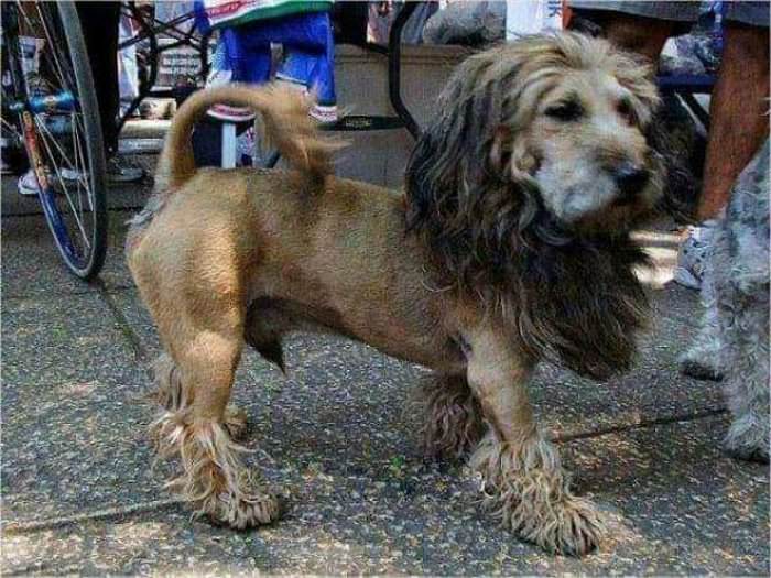 the mini lion
