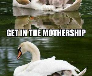 The Mothership funny picture
