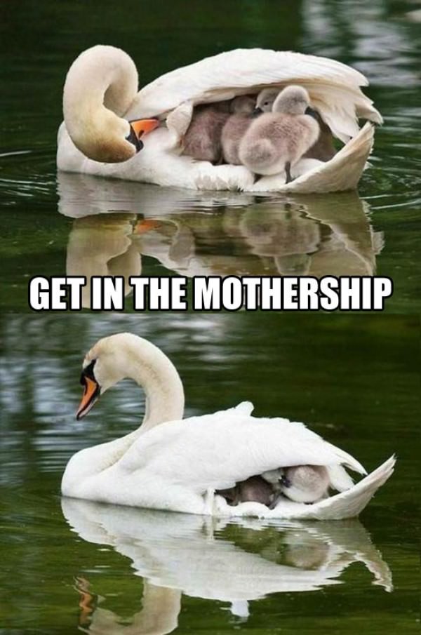 The Mothership funny picture