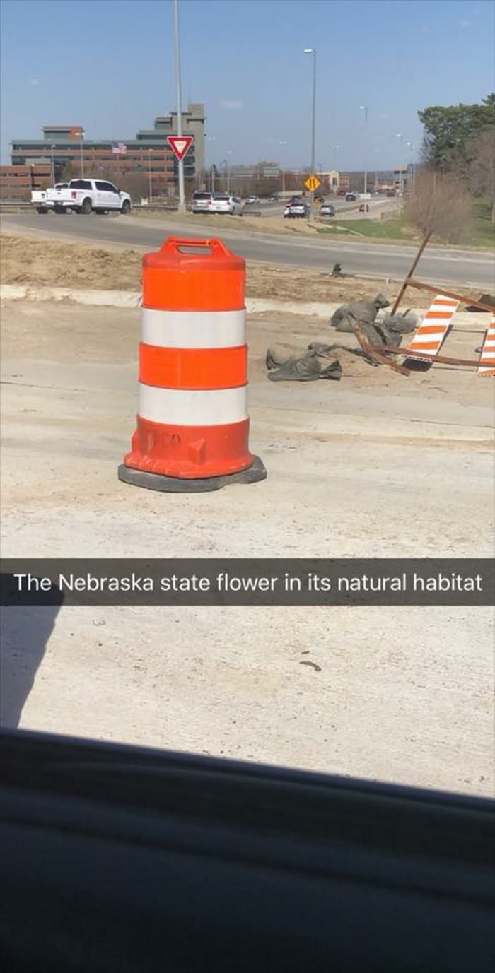 the nebraska state flower