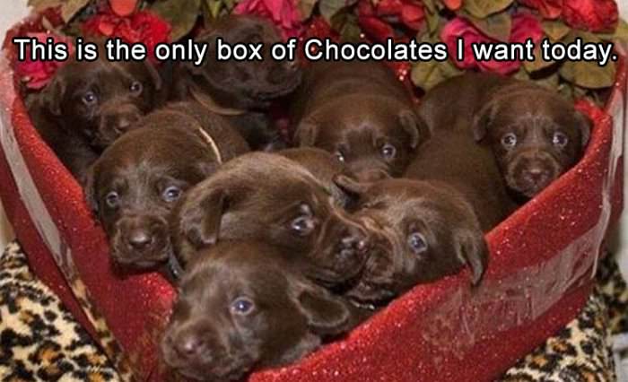 the only box of chocolates