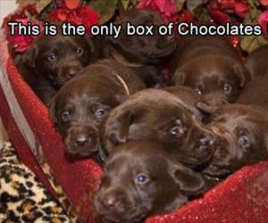 the only box of chocolates