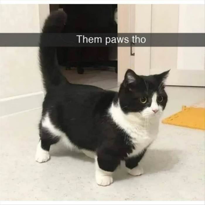 the paws tho