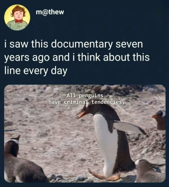 the penguins