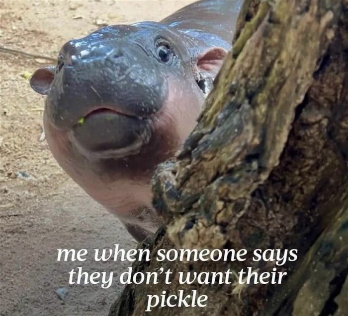 the pickle
