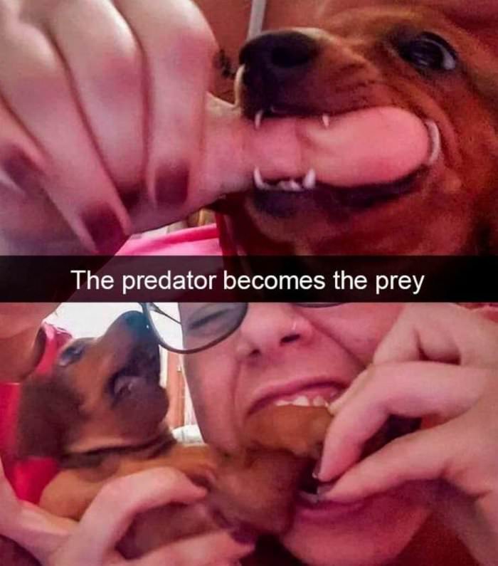the predator