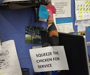 the service chicken