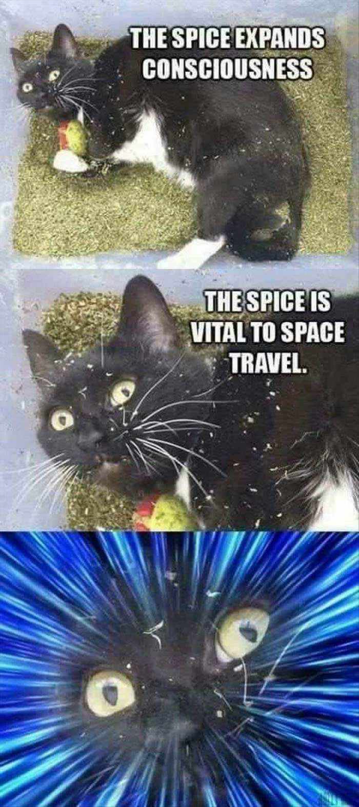 the spice