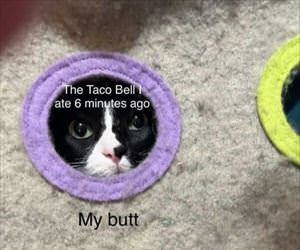 the taco bell
