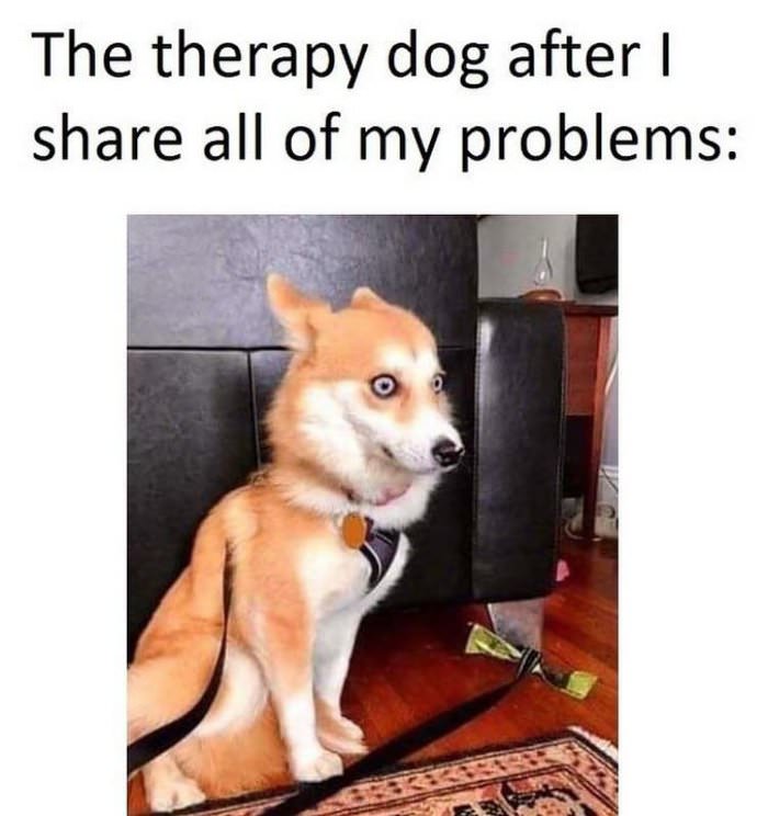 the therapy dog