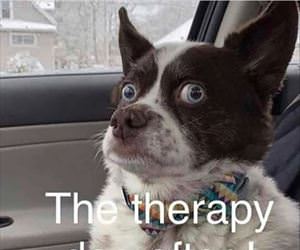 the therapy dog ... 2