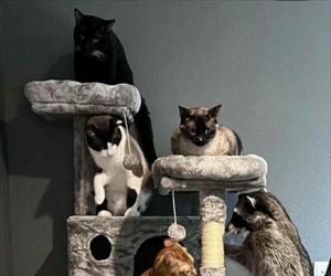 the tower of scratches