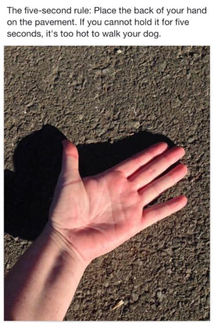 the 5 second rule funny picture