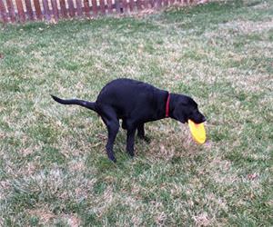 the animal version funny picture