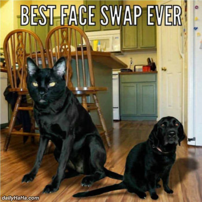 the best face swap ever funny picture