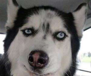 the best facial expressions funny picture