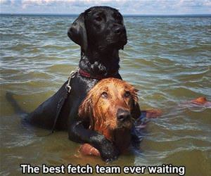 the best fetch team funny picture