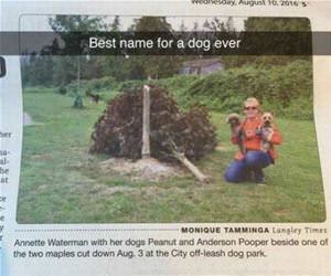 the best name for a dog ever funny picture