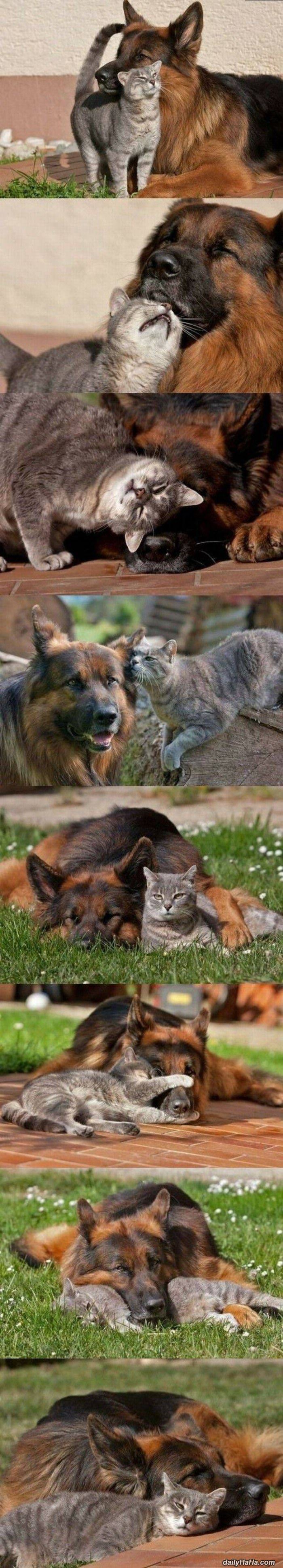 the best of buddies funny picture