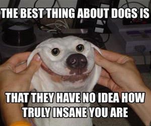the best thing about dogs funny picture