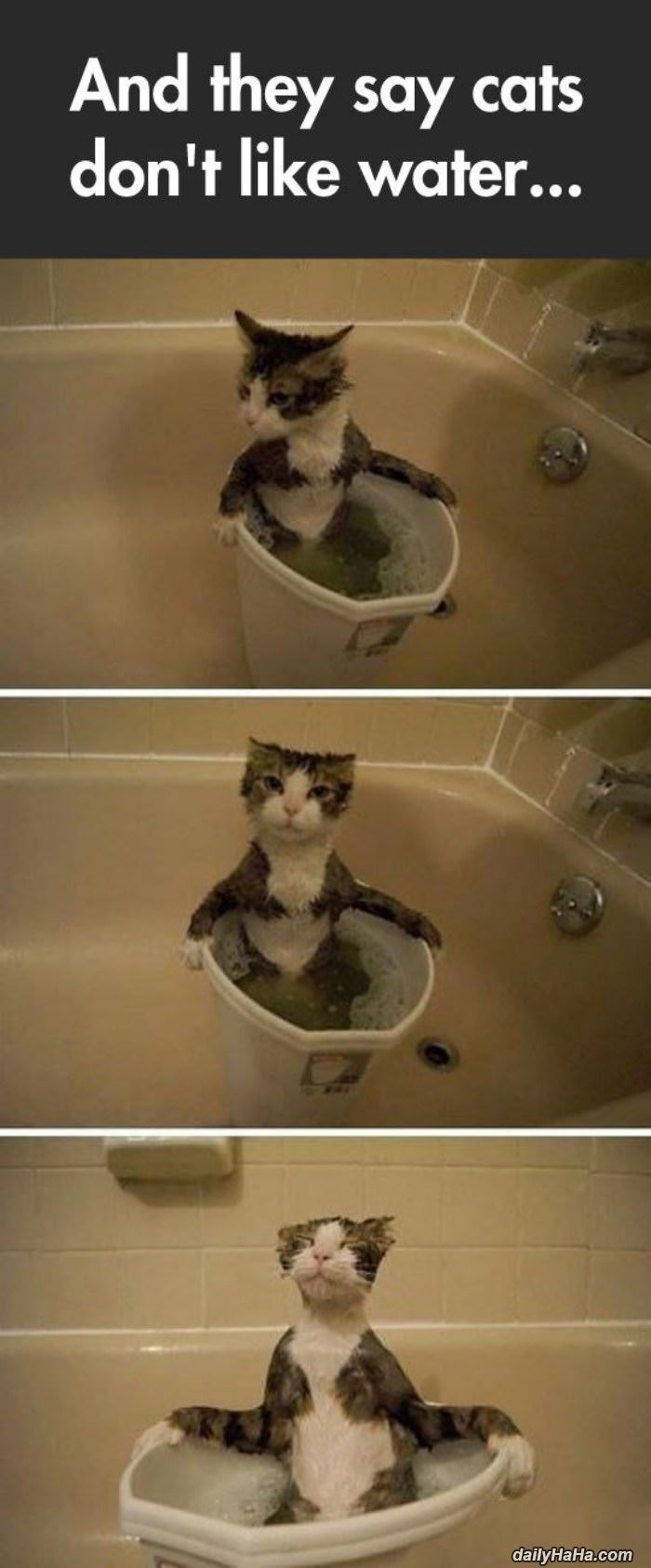 the cat bubble bath funny picture