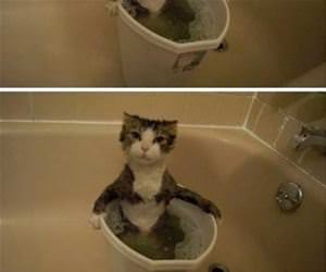 the cat bubble bath funny picture
