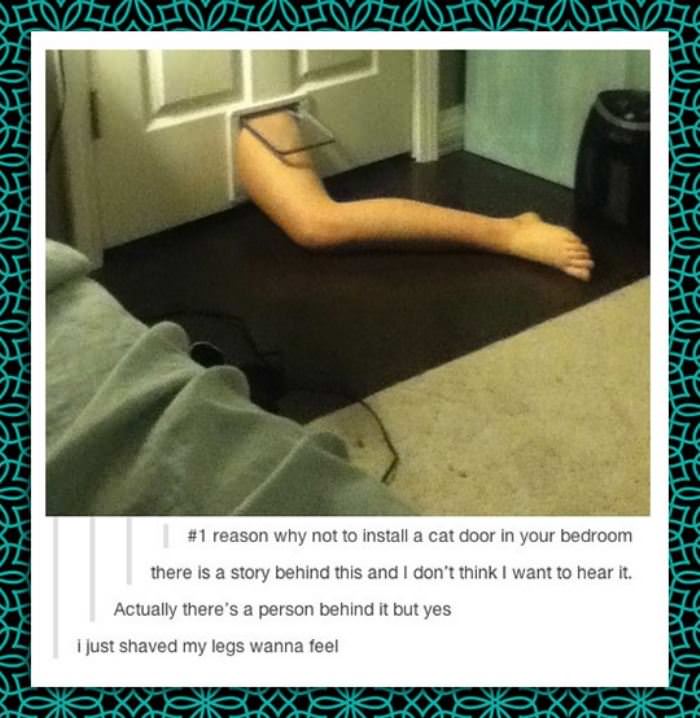 the cat door funny picture