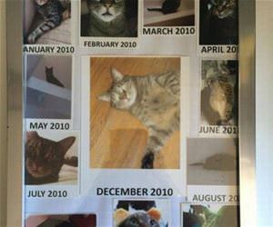 the cat of the month funny picture