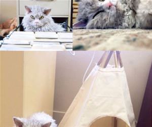 the cat sheep funny picture