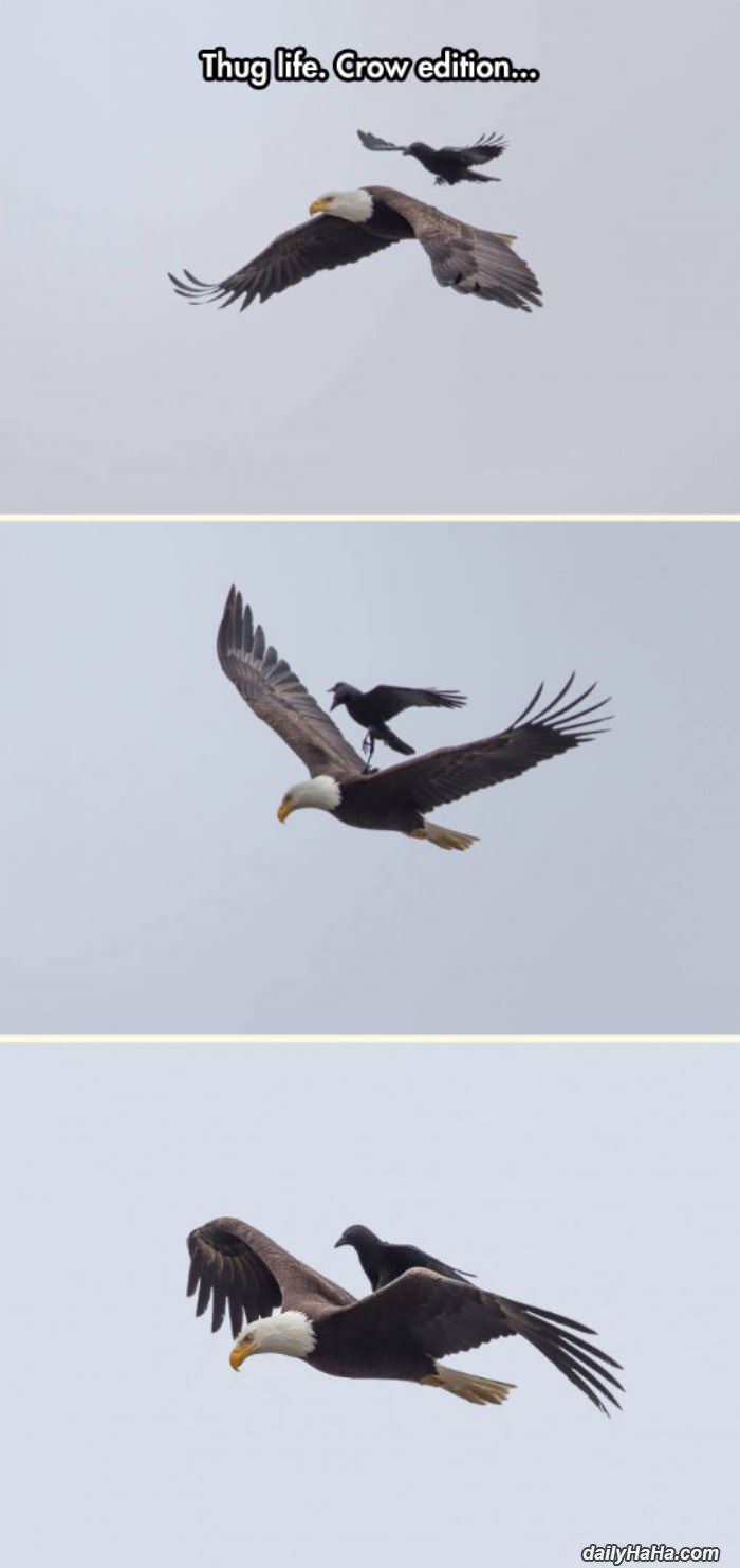 the crow thug life funny picture