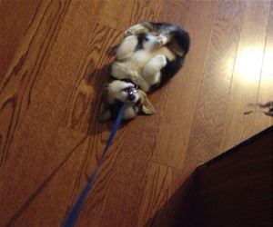 the cutest refusal funny picture