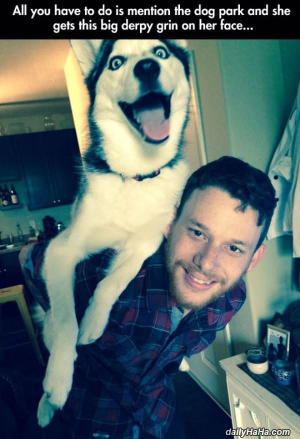 the dog park funny picture