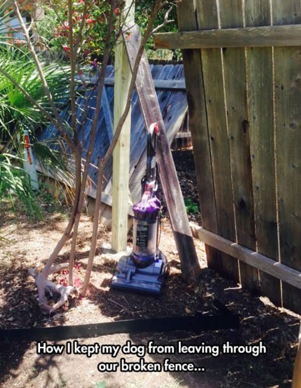 the dog stayed funny picture