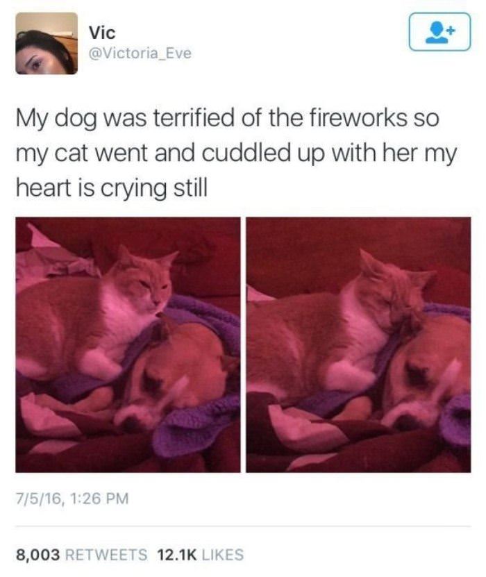 the dog was scared funny picture