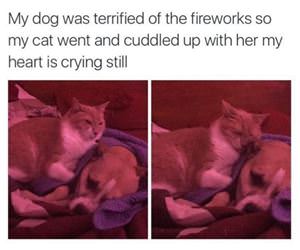 the dog was scared funny picture