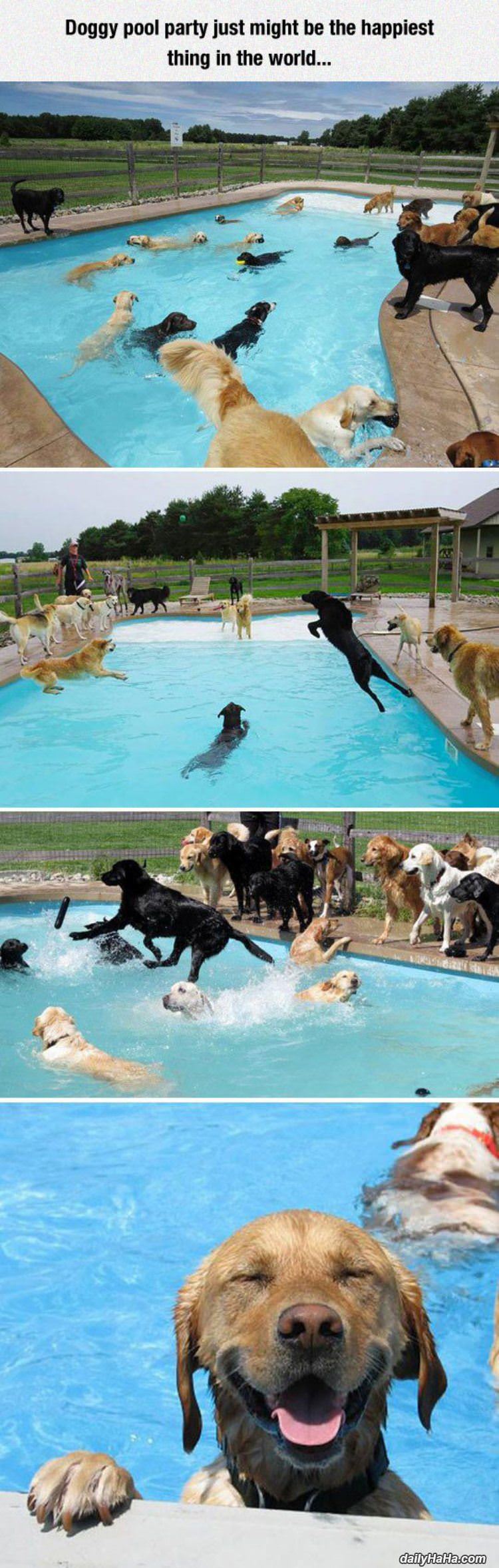 the doggy pool party funny picture