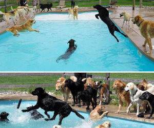the doggy pool party funny picture