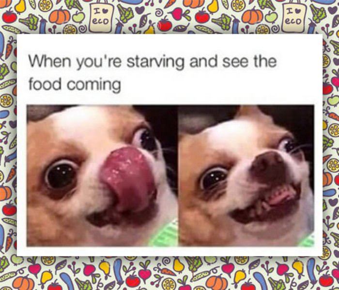 the food is coming funny picture