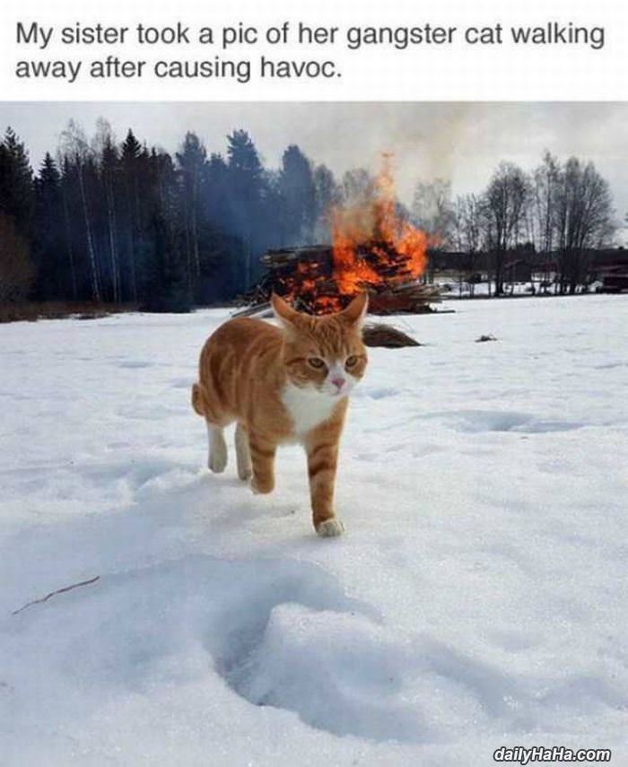 the gangster cat funny picture