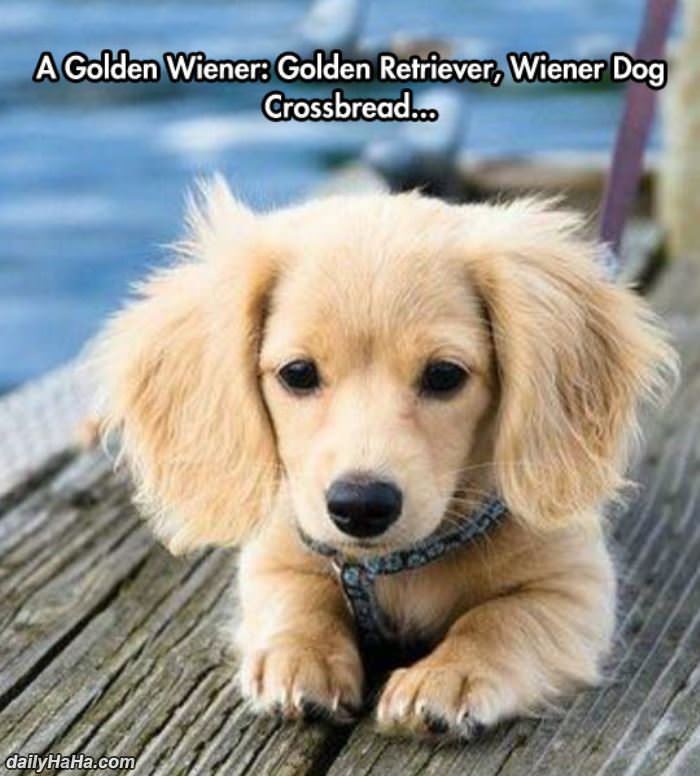 the golden wiener funny picture