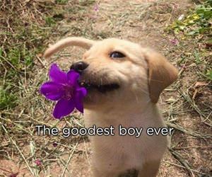 the goodest boy ever funny picture