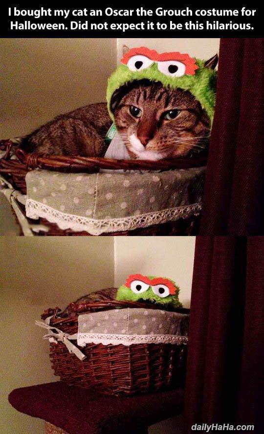the grouch funny picture