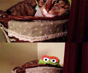 the grouch funny picture