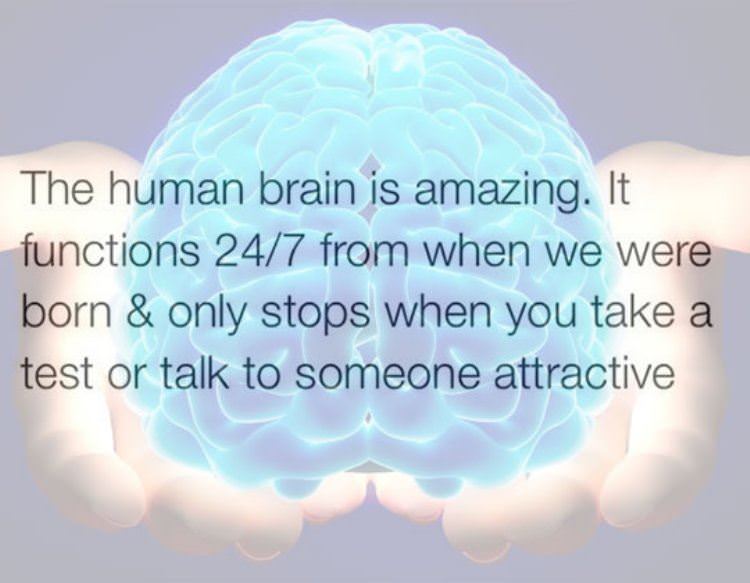 the human brain funny picture