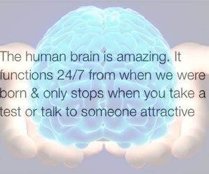 the human brain funny picture