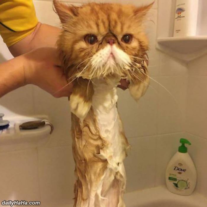 the liquid cat funny picture