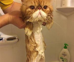 the liquid cat funny picture