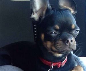 the mailman is here funny picture